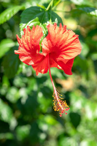 Close-up of red hibiscus flower