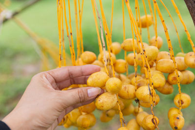 Close-up of hand holding yellow food