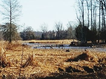 Scenic view of field against sky during winter