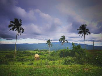 Cows grazing on field against sky