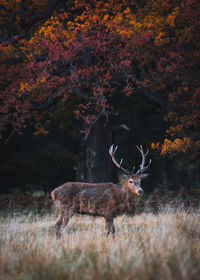 Deer on field