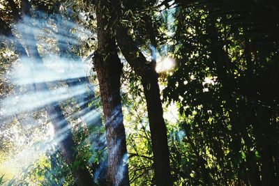 Sun shining through trees