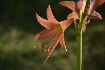 Close-up of red flowering plant