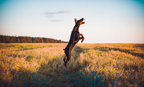 Side view of dog running on field