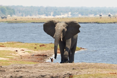 Elephant walking on river bank