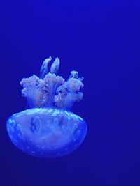 Close-up of jellyfish swimming in sea 