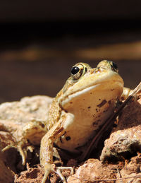 Close-up of frog