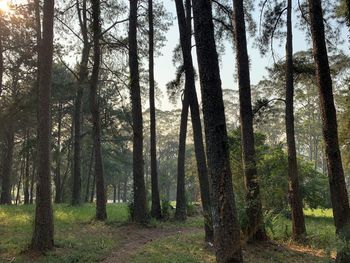 Pine trees in forest