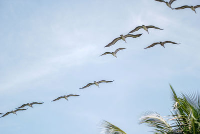 Low angle view of birds flying against sky