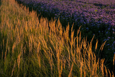 Germany, flowering scorpionweed in summer, wind park at sunset