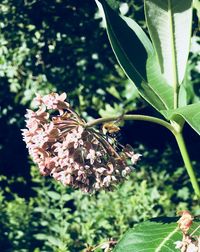 Close-up of butterfly on plant