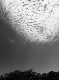 Low angle view of trees against sky