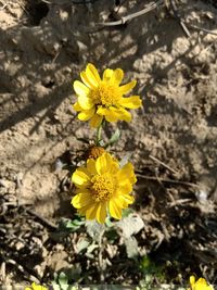 flowering plant