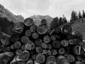 Stack of logs in forest