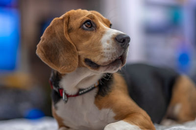 pet