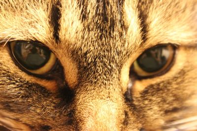 Close-up portrait of cat