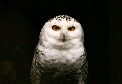 Close-up of owl