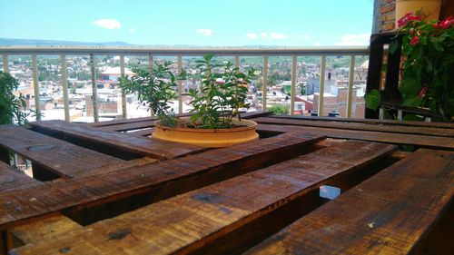 Potted plant on table