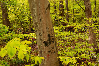 Close-up of tree trunk in forest