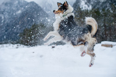 Dog jumping on snow covered field