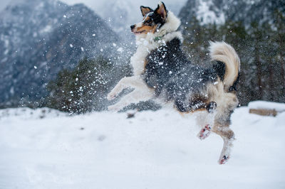 Dog jumping on snow covered field