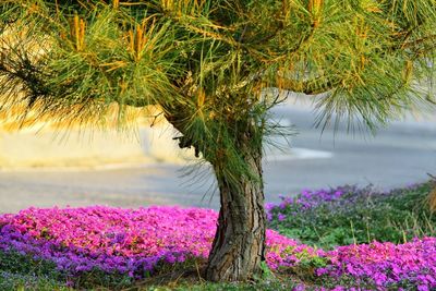 Pink flowers blooming in lake