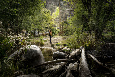 Stream flowing through rocks in forest