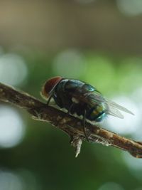 Close-up of insect on tree