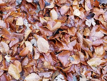 Full frame shot of dried autumn leaves on field