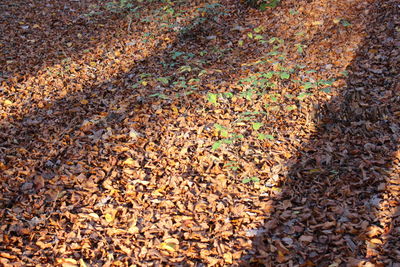 High angle view of dry leaves on pebbles