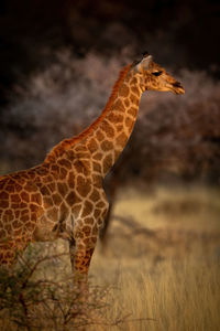 Close-up of southern giraffe standing in profile