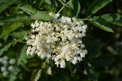 Tiny white flowers of the elderflower growing in a british hedgerow, also known as sambucus nigra