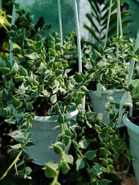 Close-up of potted plants in greenhouse