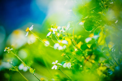 Close-up of daisies blooming outdoors