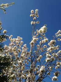 Low angle view of flowers blooming on tree