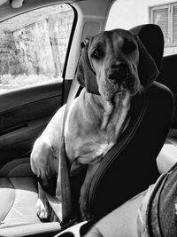 Dog sitting in car