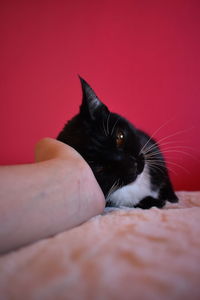 Close-up of cat with red eyes