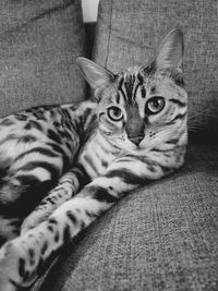 Close-up portrait of a cat resting