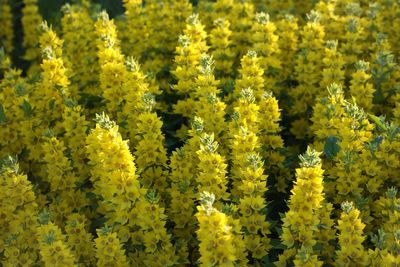 Close-up of yellow flowering plants