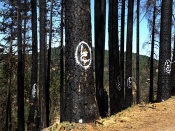 Trees in forest