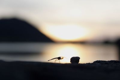 Close-up of crab against sky during sunset