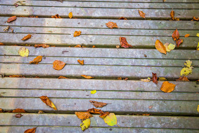 High angle view of leaves on wooden plank