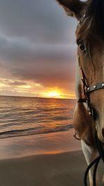 View of a horse at sunset