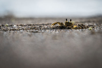 Close-up of insect