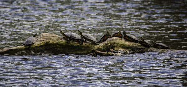 Duck swimming in lake