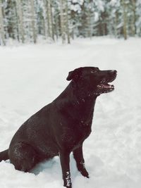 Dog on snow covered land