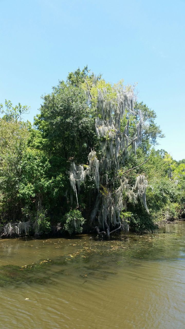 water, tree, clear sky, waterfront, nature, beauty in nature, growth, splashing, fountain, tranquility, motion, day, green color, copy space, scenics, outdoors, tranquil scene, no people, sunlight, sky