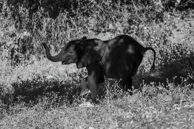 Mono elephant appearing to dance down slope