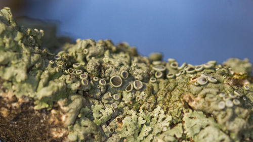 Close-up of plant against blurred background