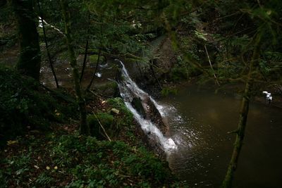 Stream flowing in forest